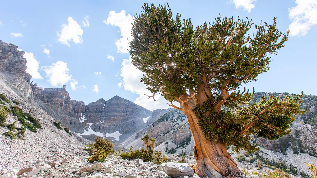 "Meet Methuselah: The World's Oldest Hidden Tree"