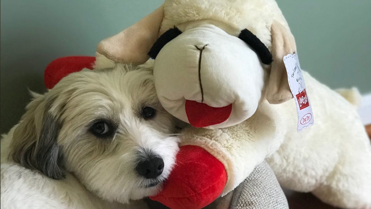 Featured image for Pet owners prioritize spending on pets despite inflation