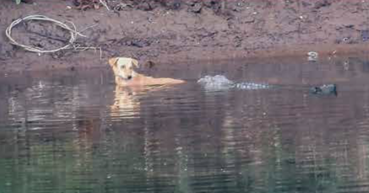 Featured image for Crocodiles Safely Escort Dog in Danger, Baffling Scientists