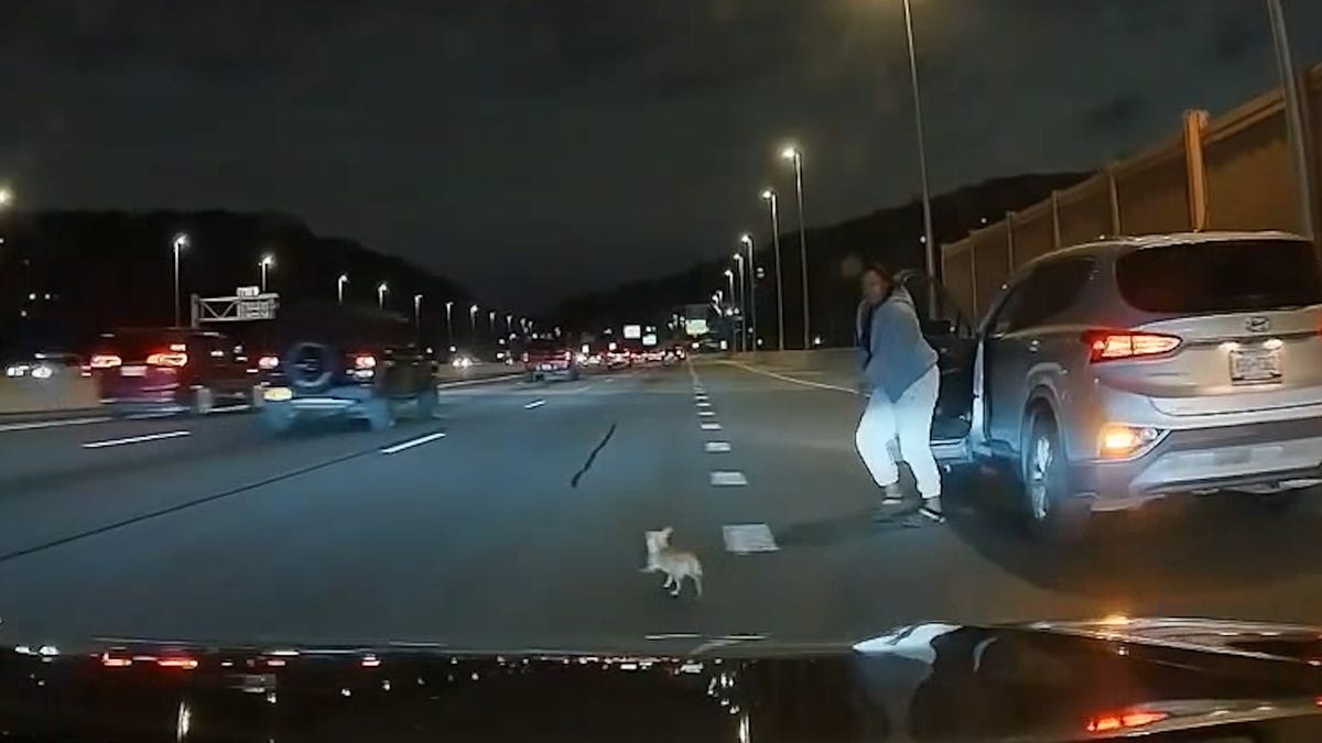 Featured image for Chihuahua Rescued from Rush Hour Highway Chase in New York City