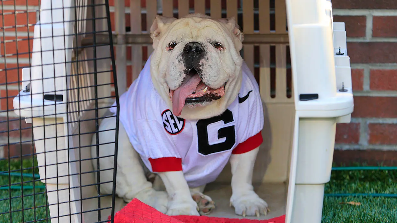 Featured image for "Uga X: PETA's Call for Change and a Legacy in Georgia Football"