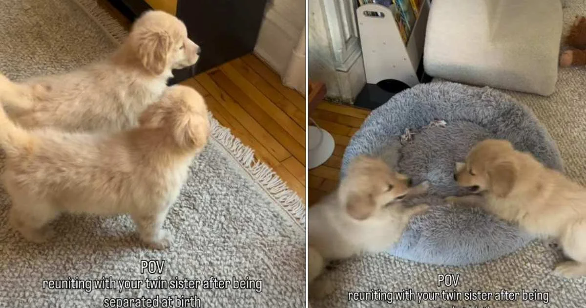 Golden Retriever Siblings Reunite for an Adorable Living-Room Playdate