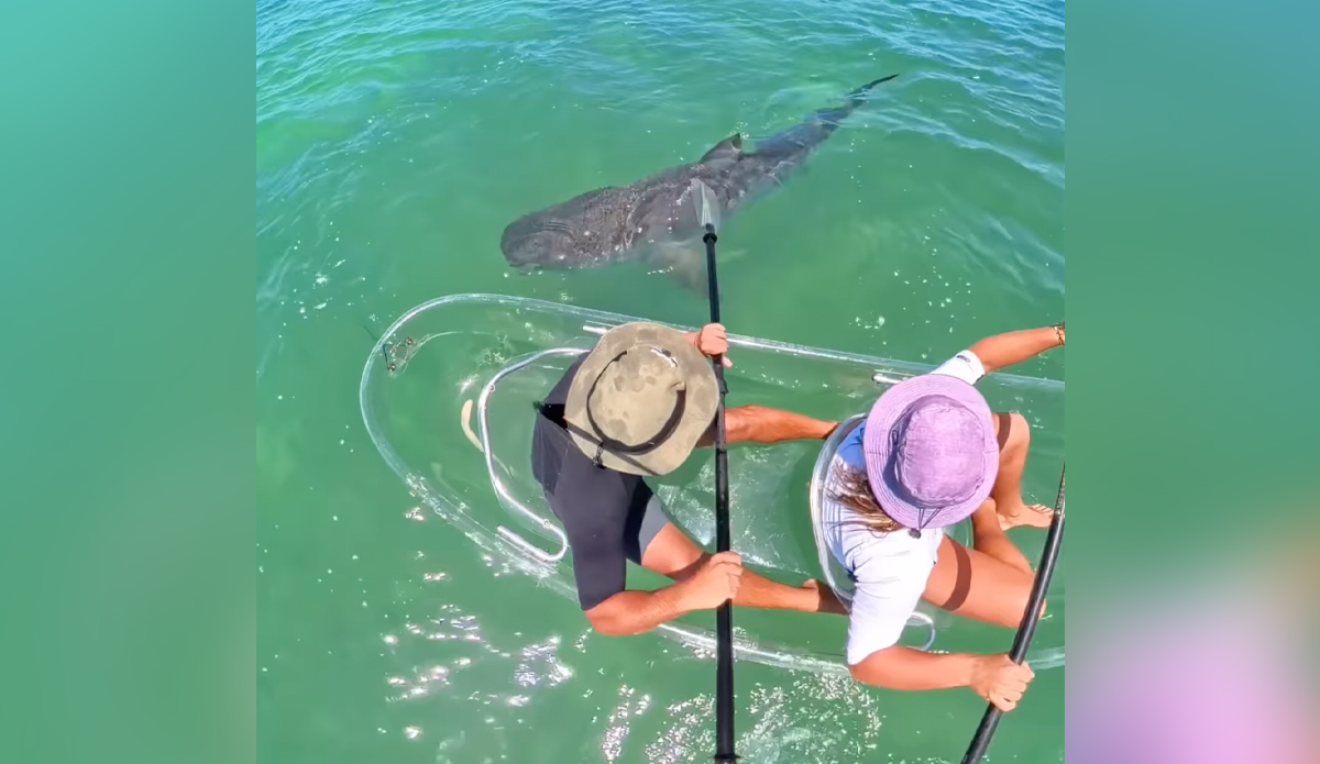 Featured image for Kayakers Encounter Tiger Shark Off Western Australia