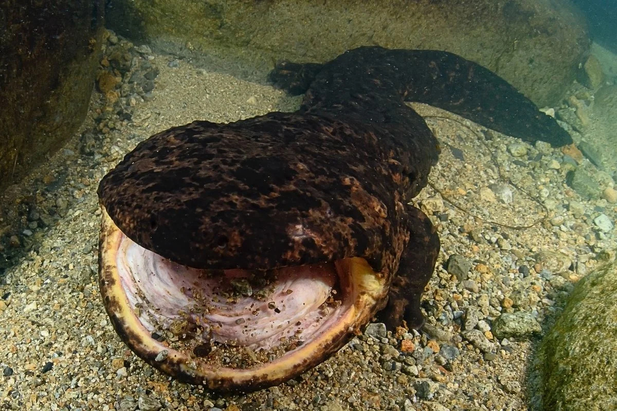 Japan's Giant Salamanders Turn into River Predators as They Grow