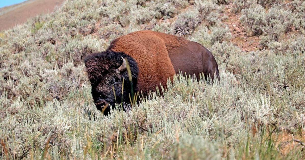 Featured image for Elderly Woman Gored by Bison in Yellowstone