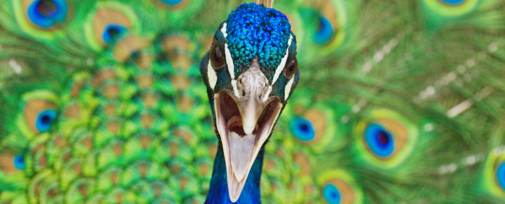 Featured image for Peacocks' Tails Contain Surprising Laser-Like Features
