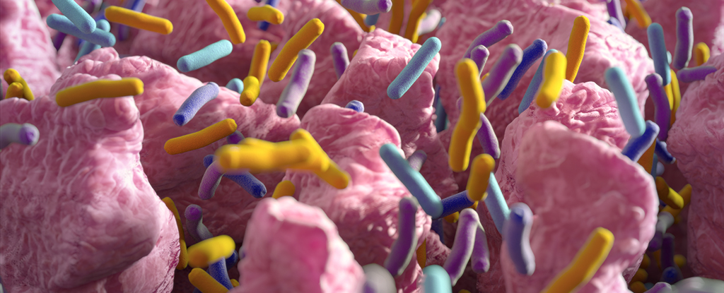 Featured image for Inner Gut Microbes May Act as Natural Weight Regulators