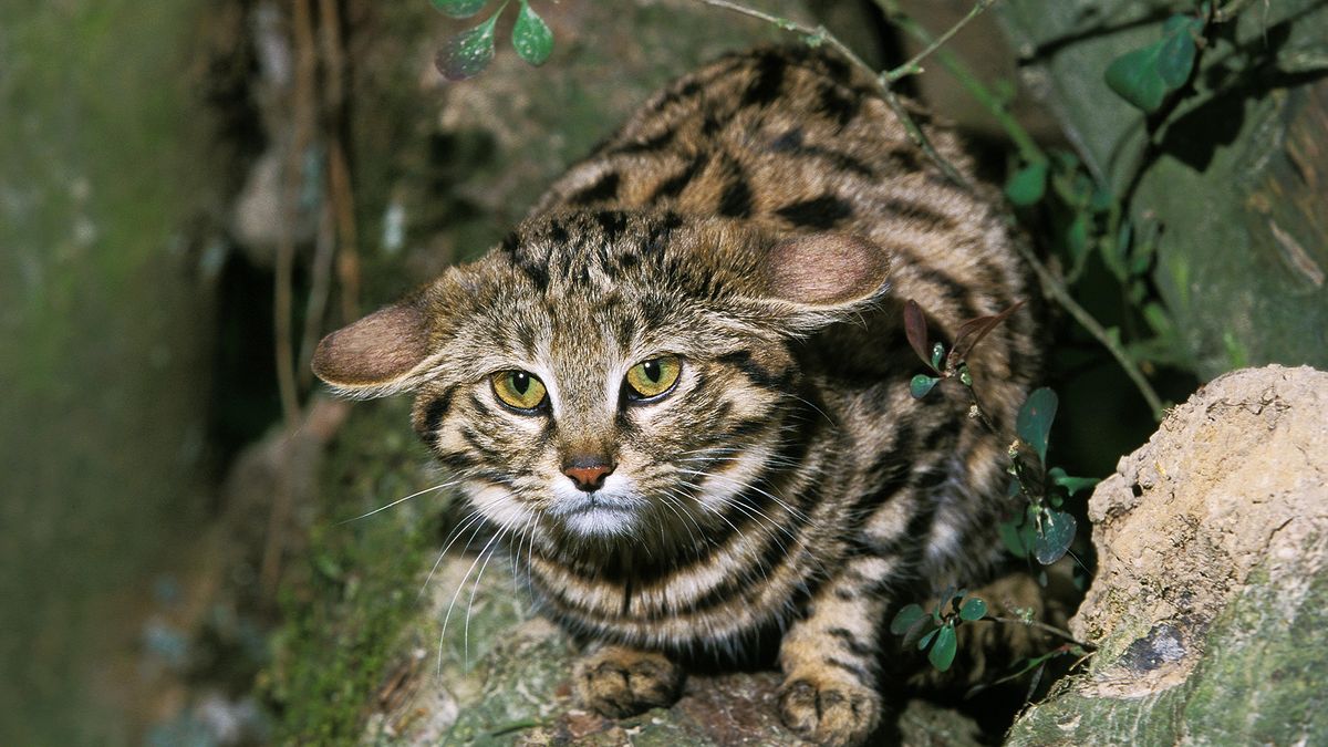 Featured image for "Study Reveals Alarming Inbreeding Rates in Adorable Wildcat Species"