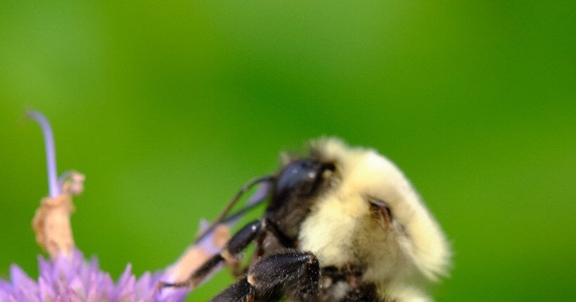 Featured image for "February 10, 2024 Spelling Bee Answers Revealed"