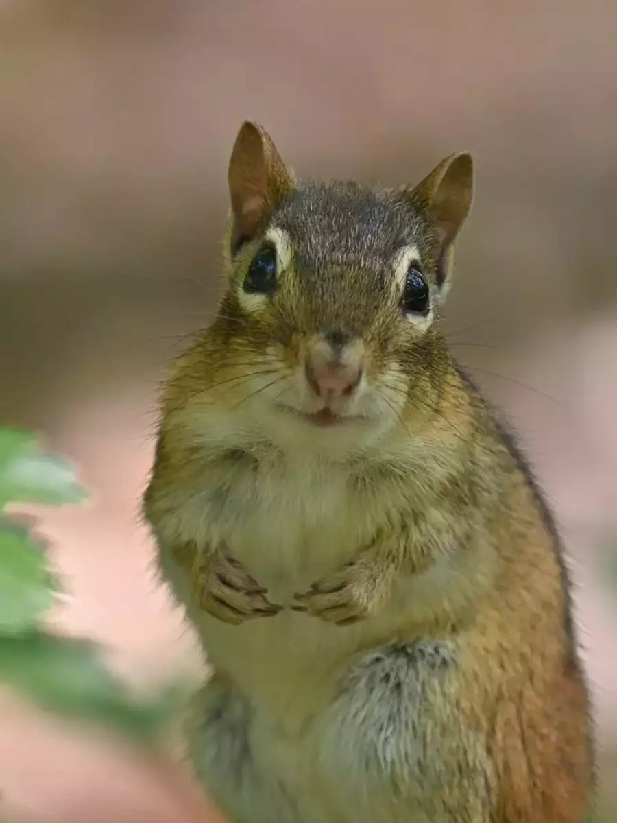 Featured image for Animals with Extraordinary Senses