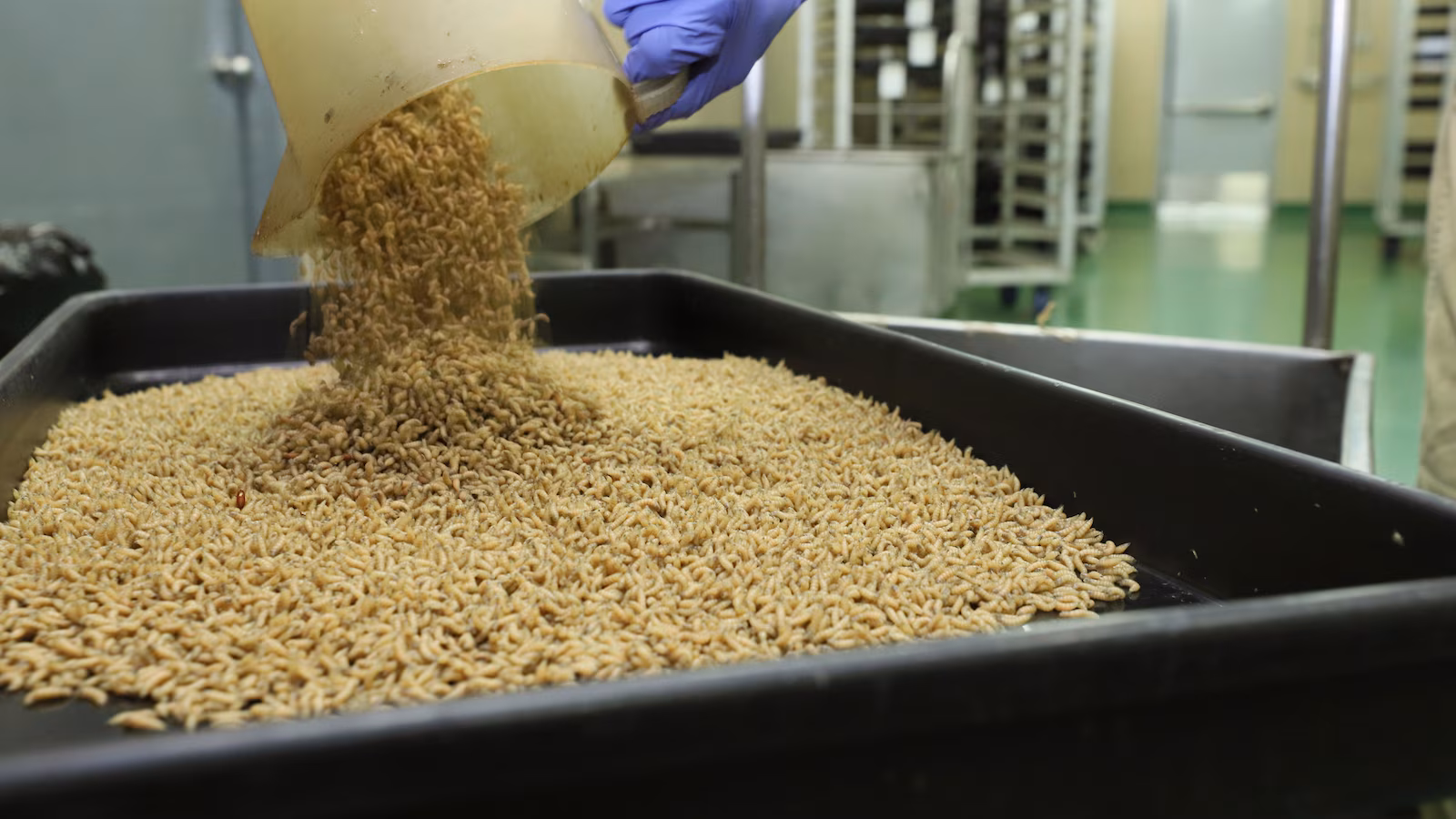 Featured image for US to breed billions of flies in battle against screwworm outbreak