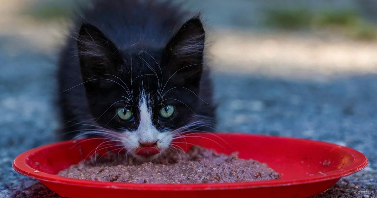 "Deadly Feline Coronavirus Claims 300,000 Cats in Cyprus"