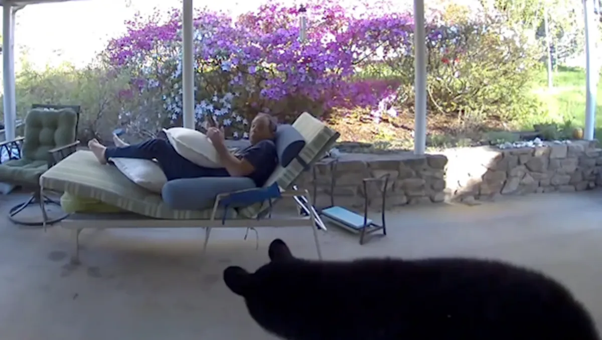 Featured image for Asheville Man Surprised by Bear in Backyard Encounter