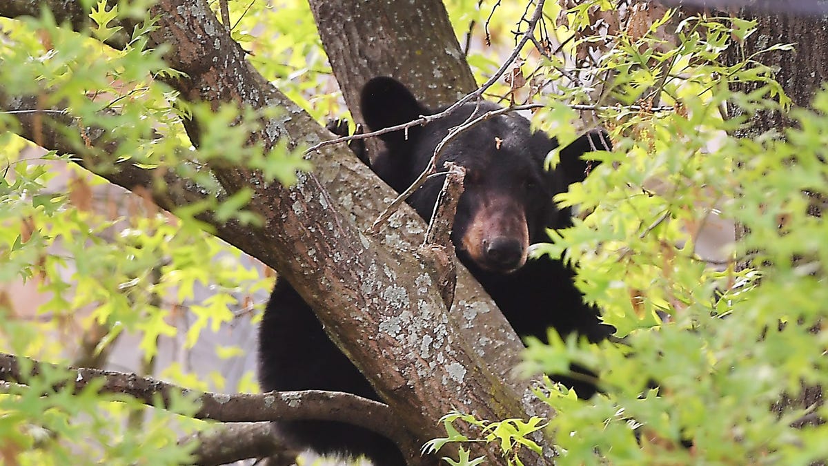 Brave Maine Woman Fights Off Bear to Protect Her Dog