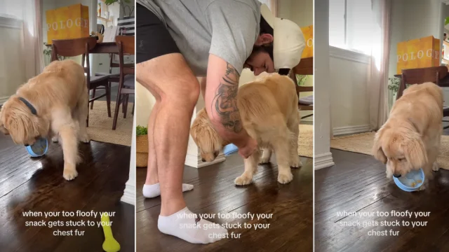 Floof Delays Snack Time in Adorable Golden Retriever Clip