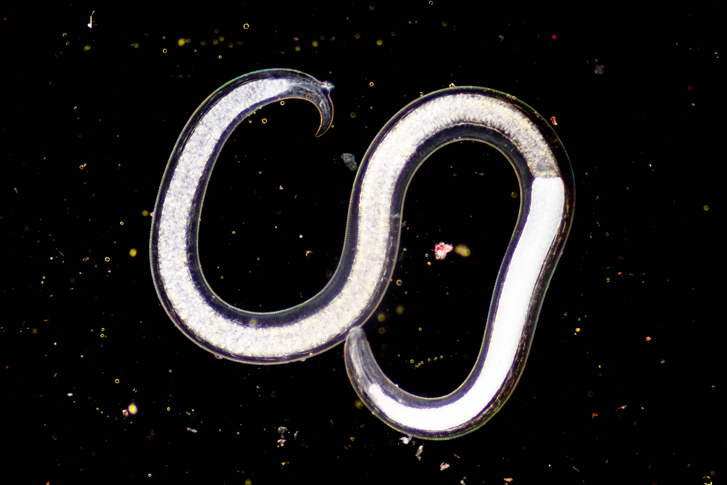 Featured image for Ancient Permafrost Microbes Resurrected, Raising Climate Concerns