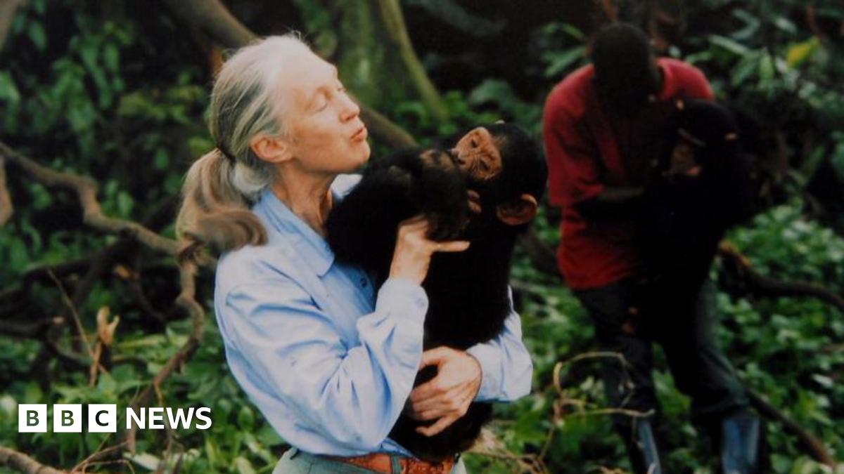 Featured image for Jane Goodall, Renowned Primatologist and Conservationist, Dies at 91