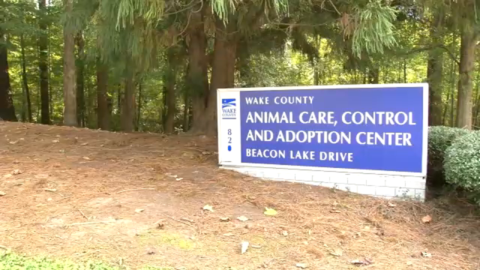 Featured image for "Devastating Dog Flu Outbreak Forces Wake County Animal Center Closure for Over a Month"