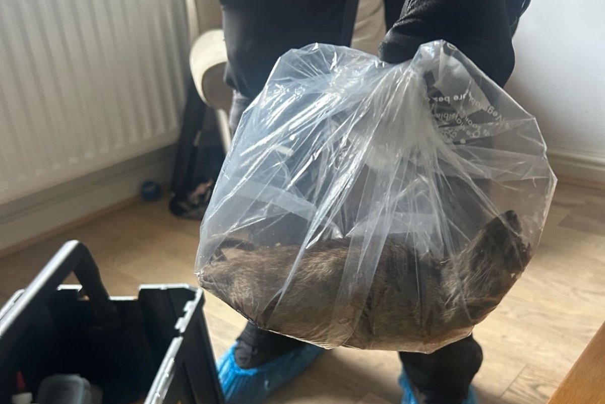 Featured image for Giant Rats Threaten UK Neighborhoods Amid Growing Pest Crisis
