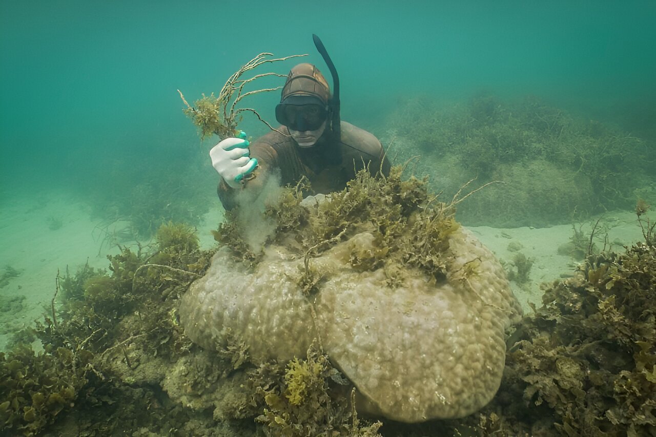 Featured image for Reviving Coral Reefs: The Power of Sea-Weeding