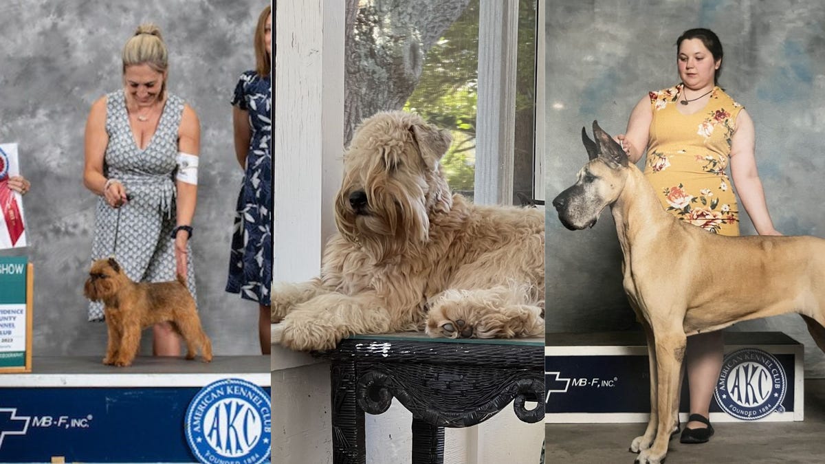 Featured image for Coastal North Carolina's Top Dogs Shine at National Dog Show