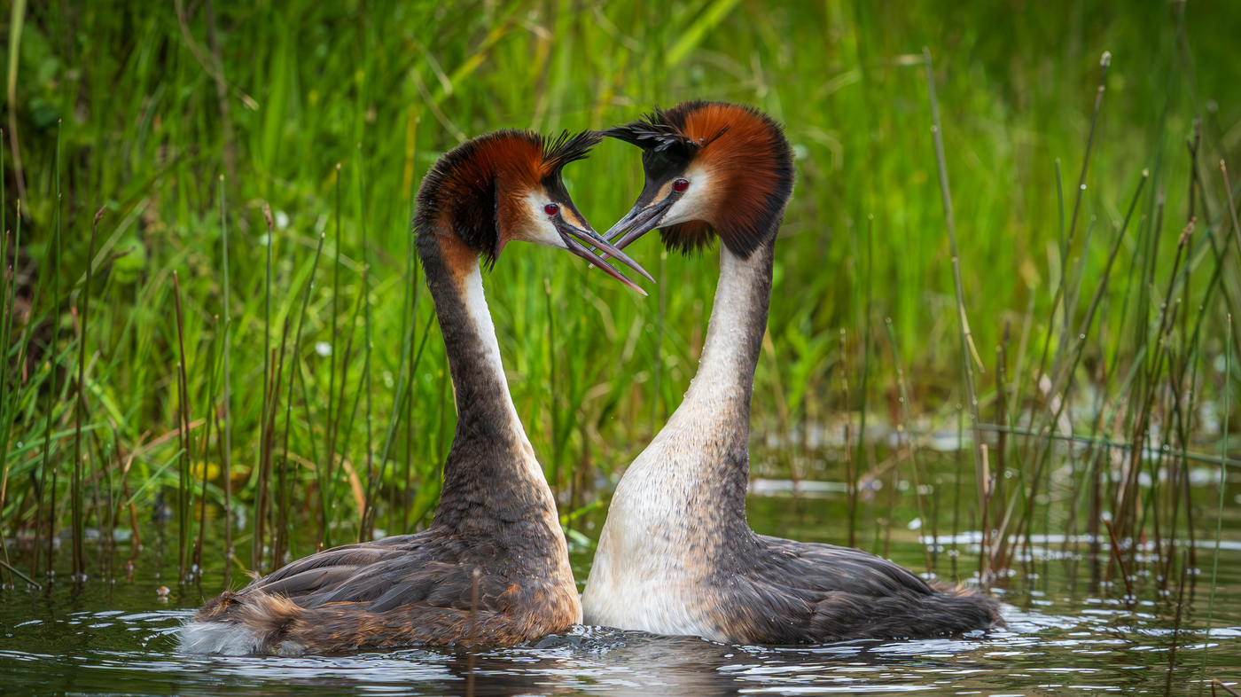 John Oliver's Campaign Propels Pūteketeke to Victory as New Zealand's Bird of the Century