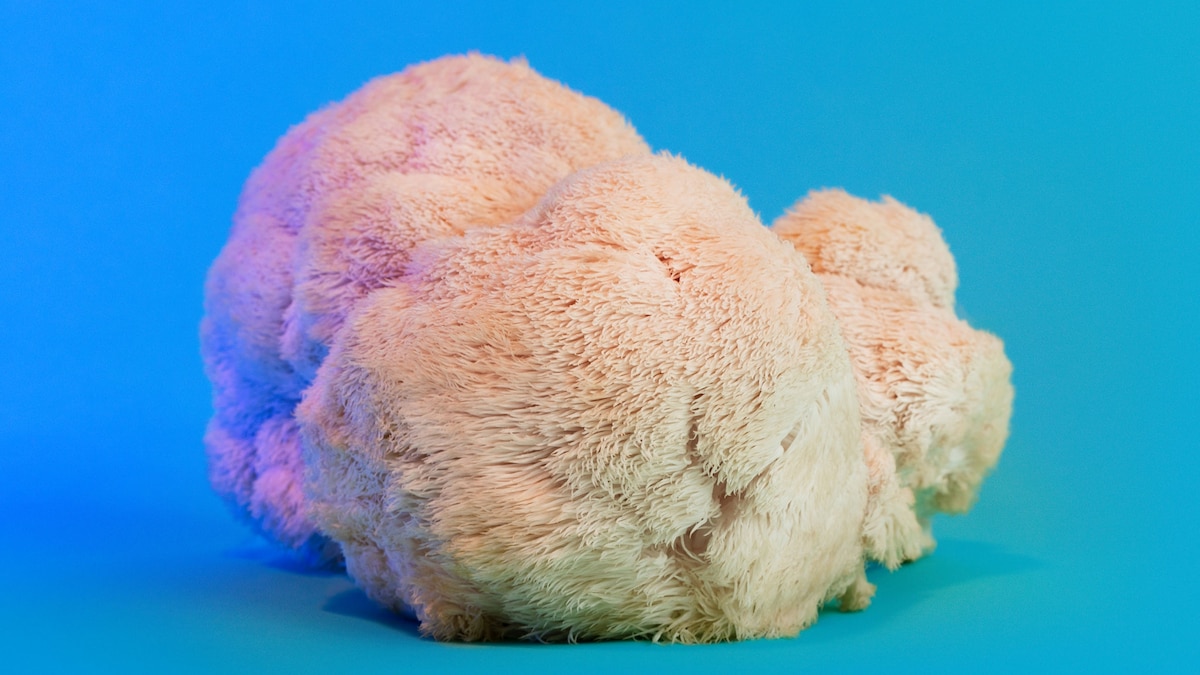 Featured image for "Mushroom Supplements: Separating Fact from Fiction"