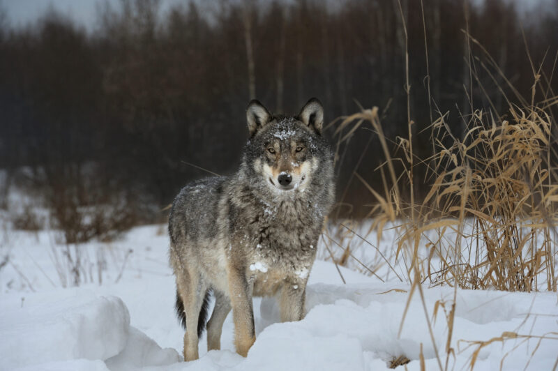 Featured image for "Mutant Wolves of Chornobyl Show Resistance to Cancer"