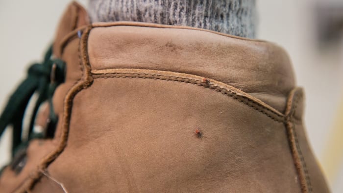 Tick Trivia: Test Your Knowledge