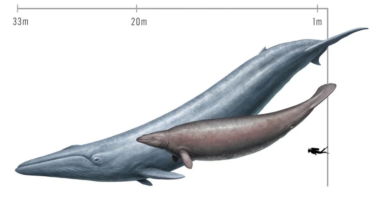 Featured image for "Debunking the Myth of the Largest Creature: Colossus the 'Oddball' Whale"