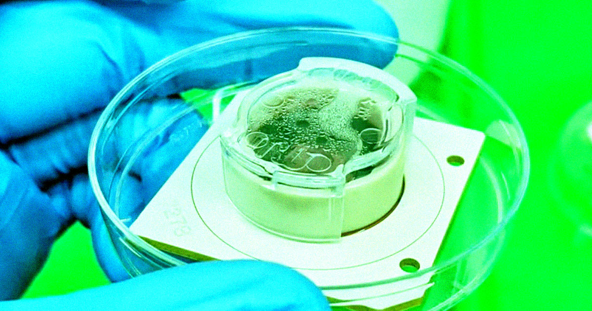 Featured image for "Scientists Merge AI with Human Brain Cells to Enhance Intelligence and National Security"