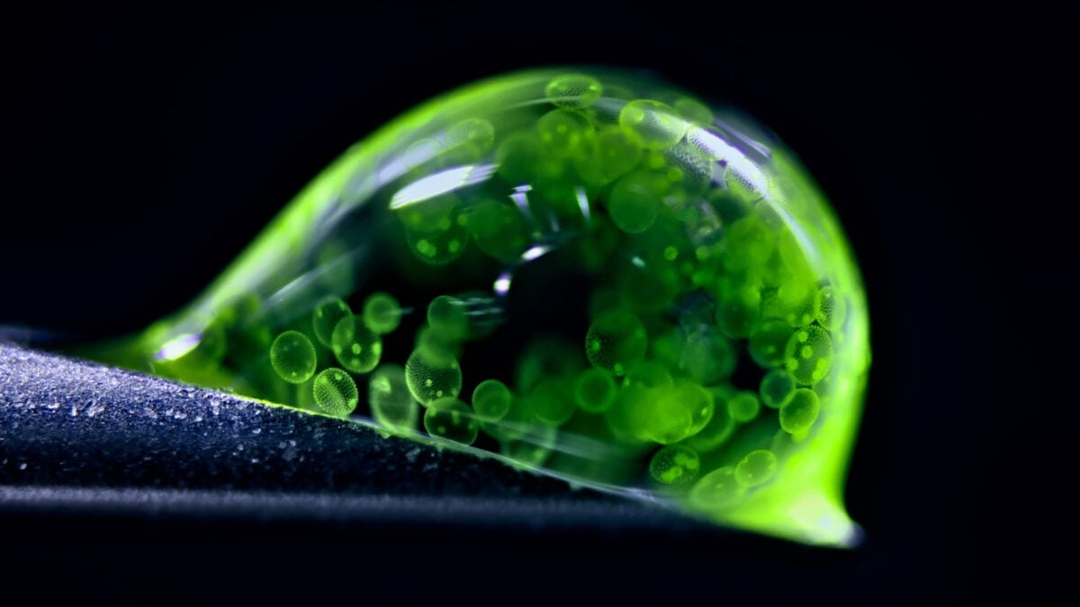 Featured image for Stunning Microscopic Images of 2025 Challenge Perceptions of Reality