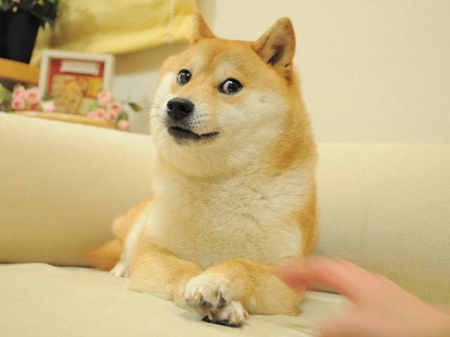 Featured image for 'Doge' Meme Icon Kabosu, Shiba Inu, Dies at 18
