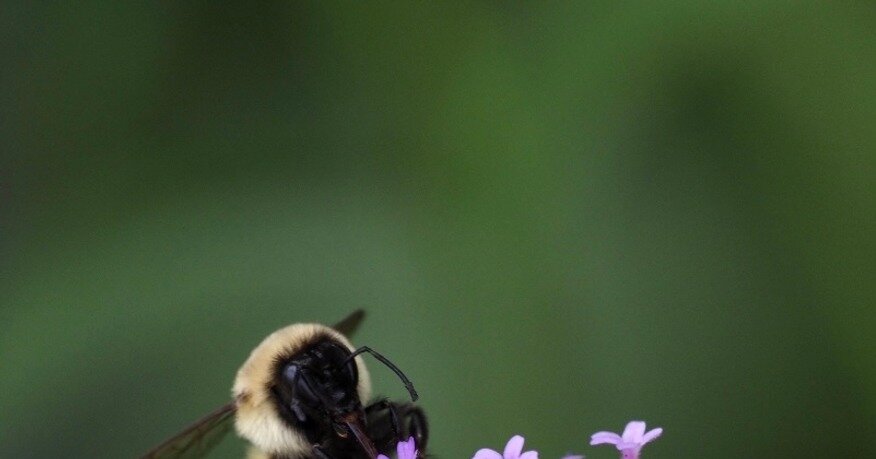 "Winning Words: Spelling Bee Answers Unveiled for November 23, 2023"