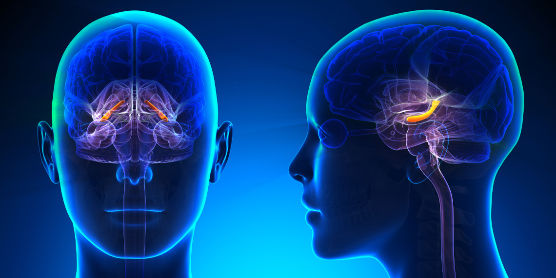 Featured image for The Impact of Unhealthy Eating Habits on Memory and Weight Gain