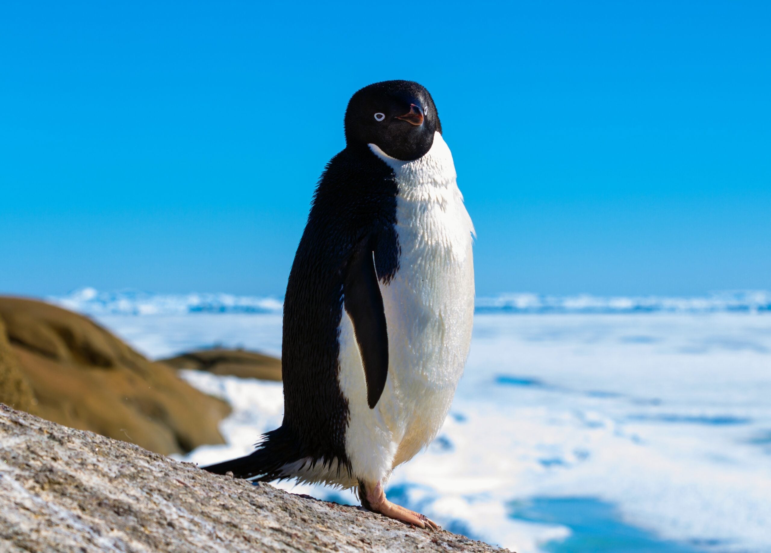 Featured image for "Accelerated Melting: Antarctica's Vulnerable Ice Barriers at Risk"