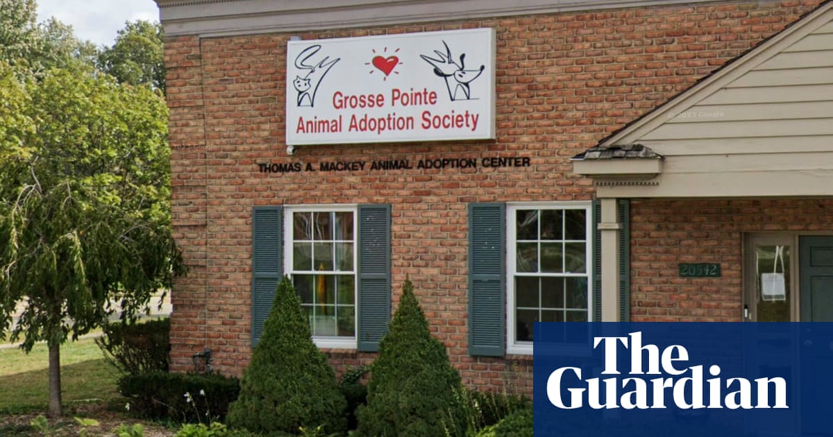 Featured image for "Lost California Dog Found Safe 2,000 Miles Away in Michigan"