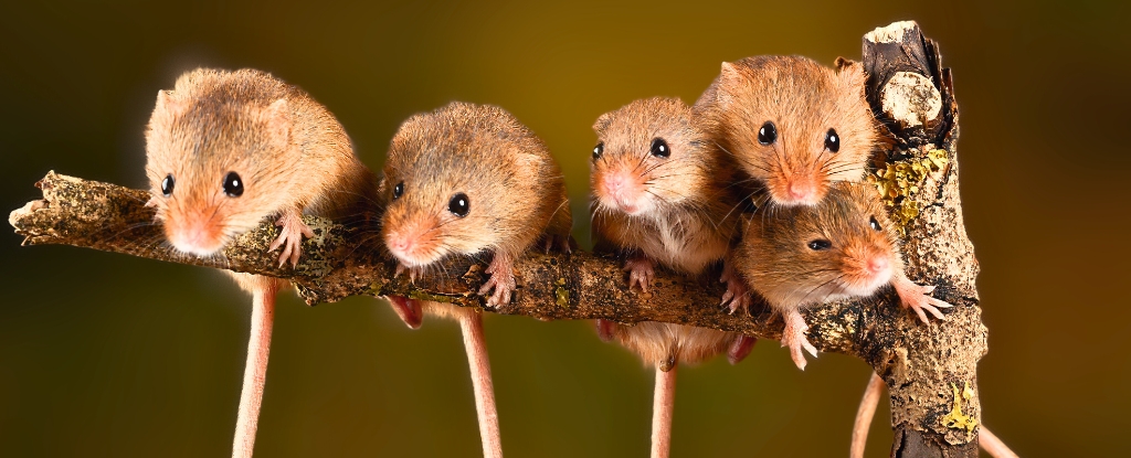 Featured image for Scientists Create Fertile Mice with Two Dads, Revealing New Insights into Reproduction