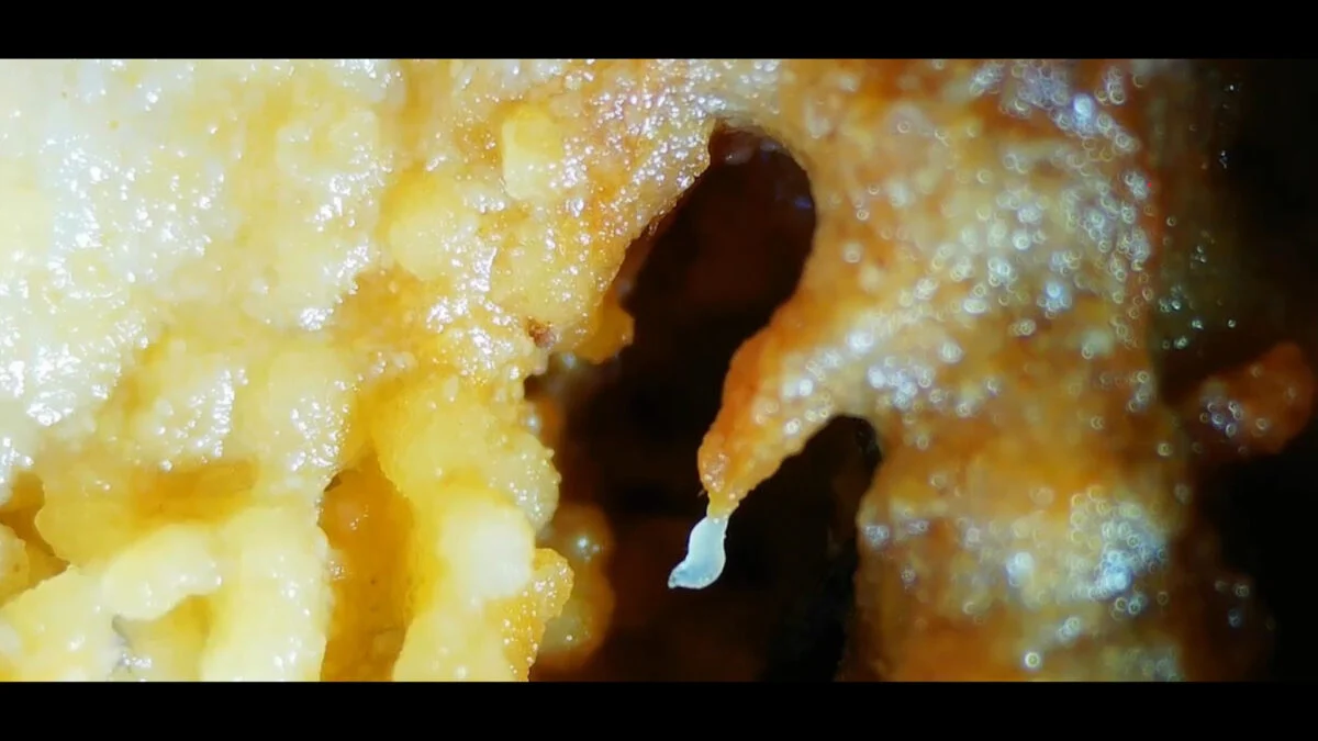 Featured image for Wild Worms Form First-Ever Living Flesh Towers