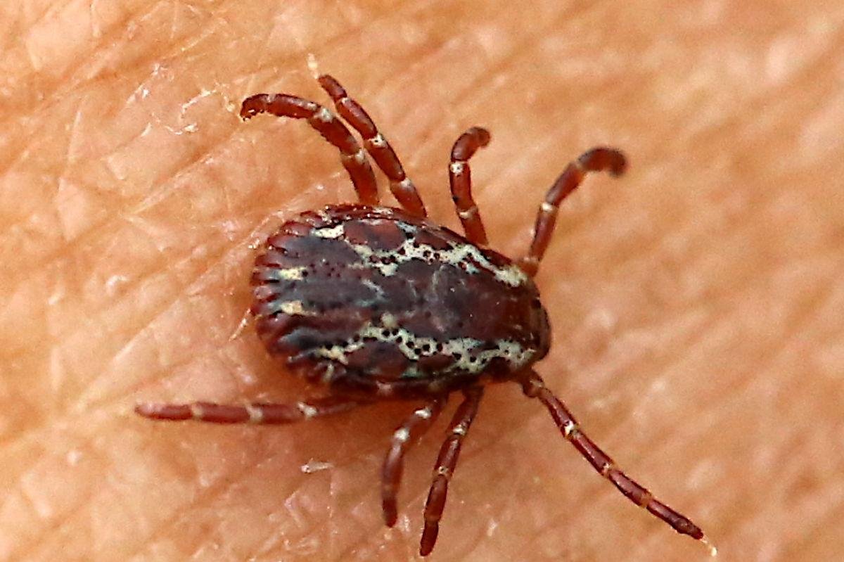 Featured image for CDC Warns of Deadly Rocky Mountain Spotted Fever Outbreak