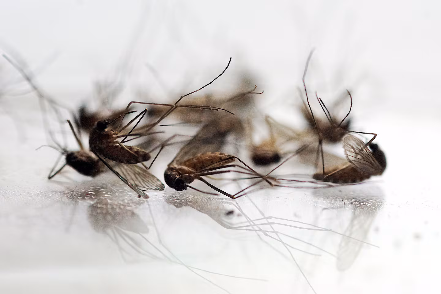 Featured image for Natick postpones outdoor activities and football games over West Nile Virus concerns