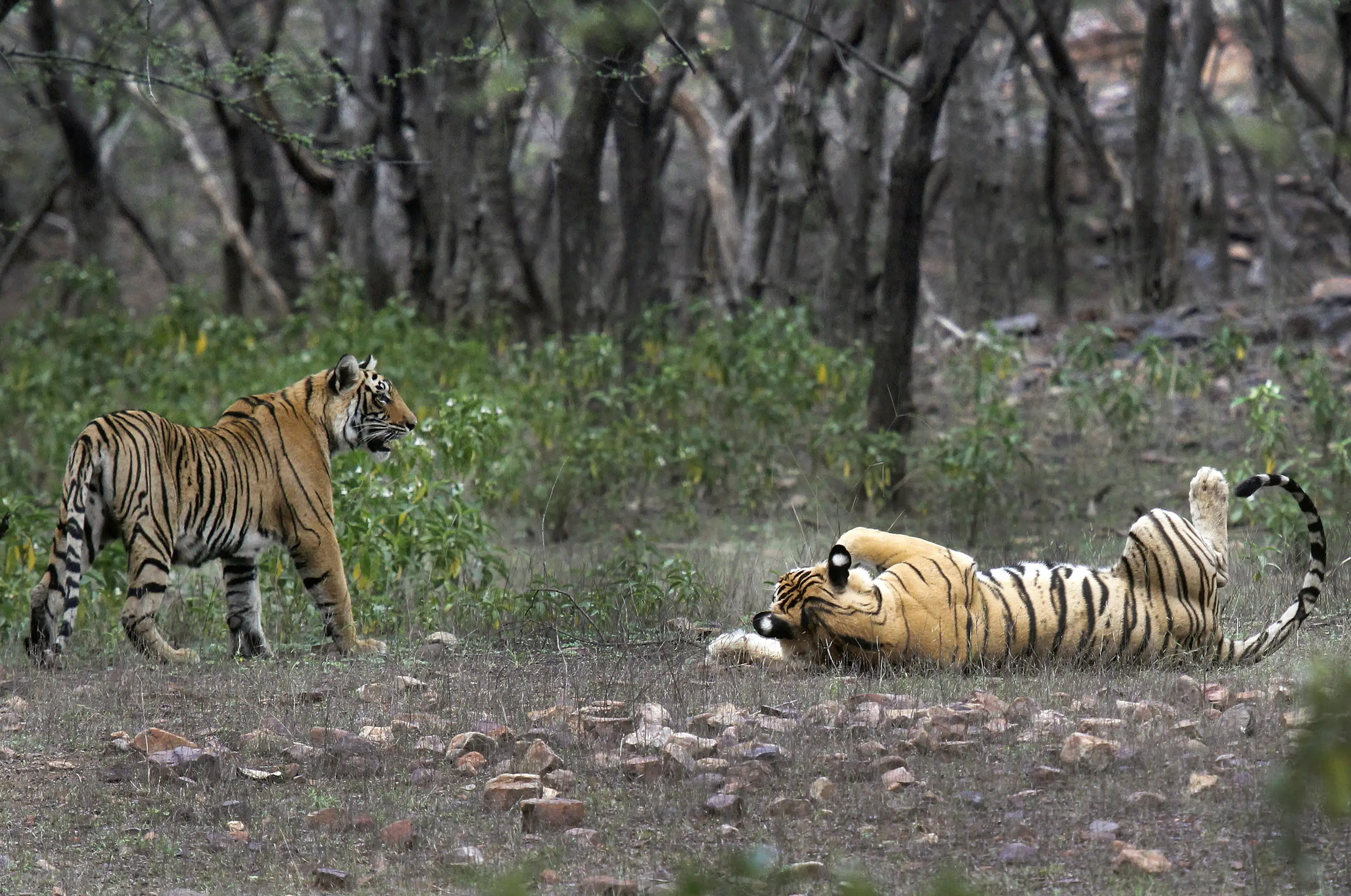 Featured image for India's Project Tiger Celebrates 50 Years of Success and Advocates for Indigenous Land Rights.