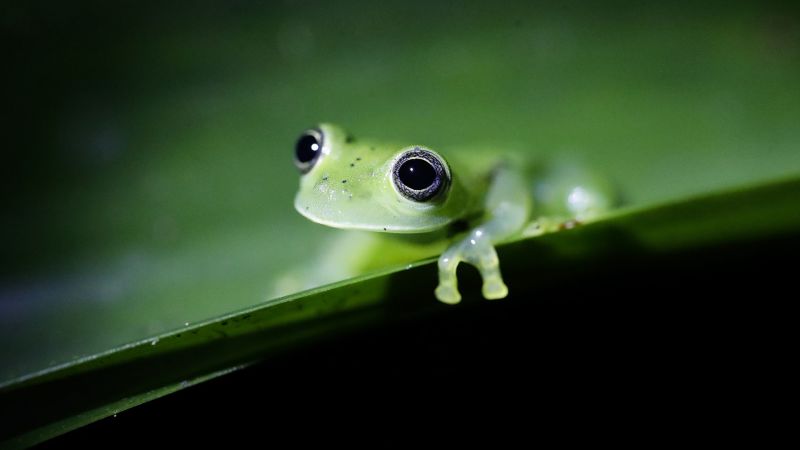 New study reveals alarming decline in global wildlife populations.