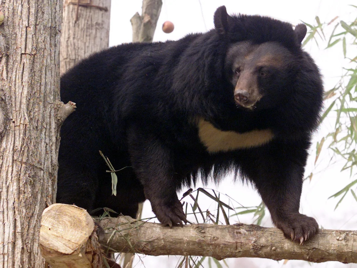 Featured image for Ukraine Zoo Bear Survives Russian Shelling, Set for UK Rehoming