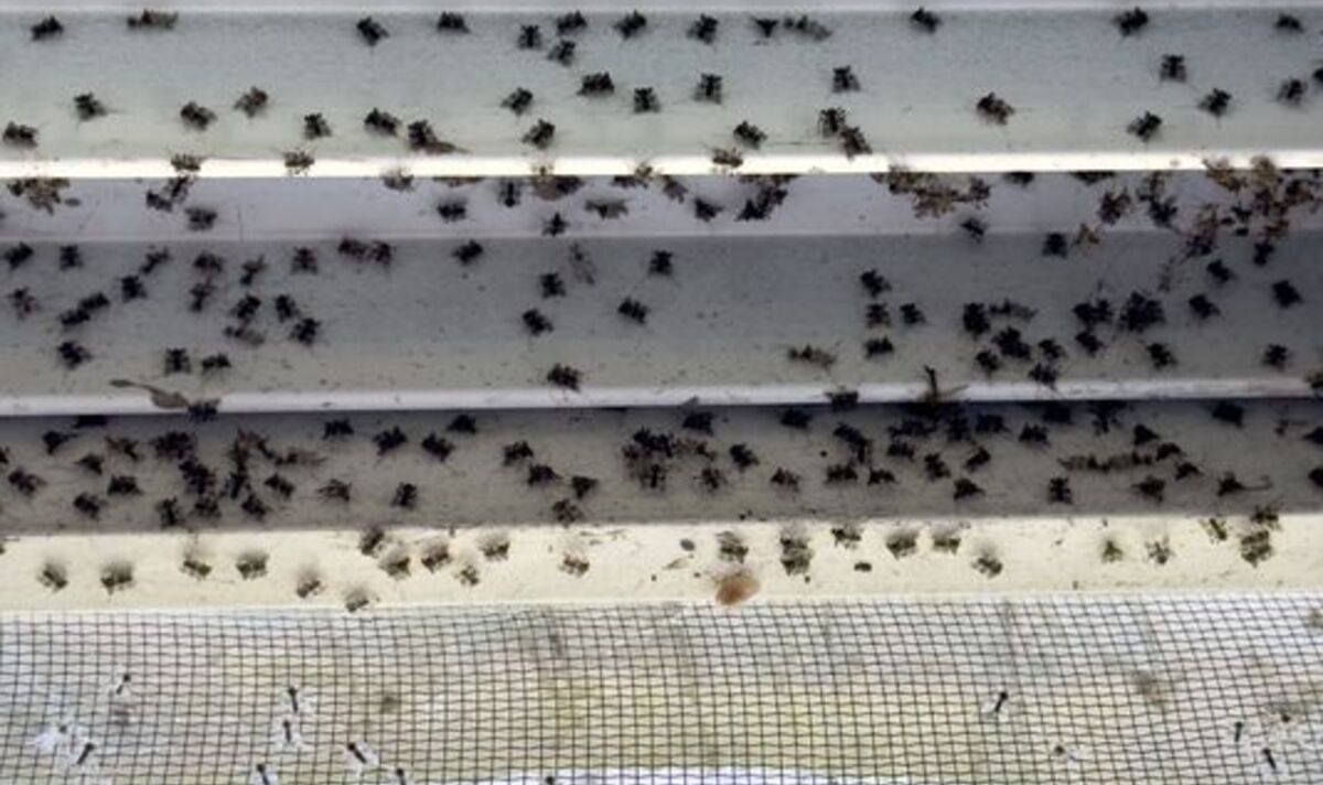 Featured image for Natural Mosquito Repellent: Aroma That Works Effectively.