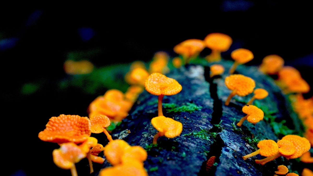 "Captivating Nature: Winners of the 2023 BMC Ecology and Evolution Image Competition"