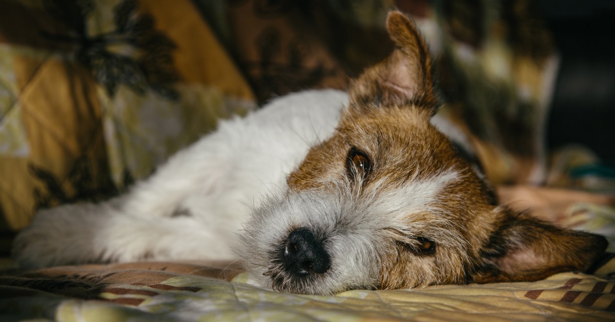 Featured image for Unraveling the Mystery: Rising Cases of Dog Respiratory Illness Spark Concern