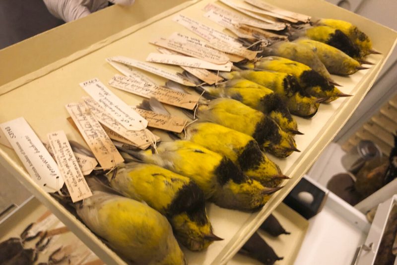 Featured image for 21 Species Declared Extinct Across Multiple US States