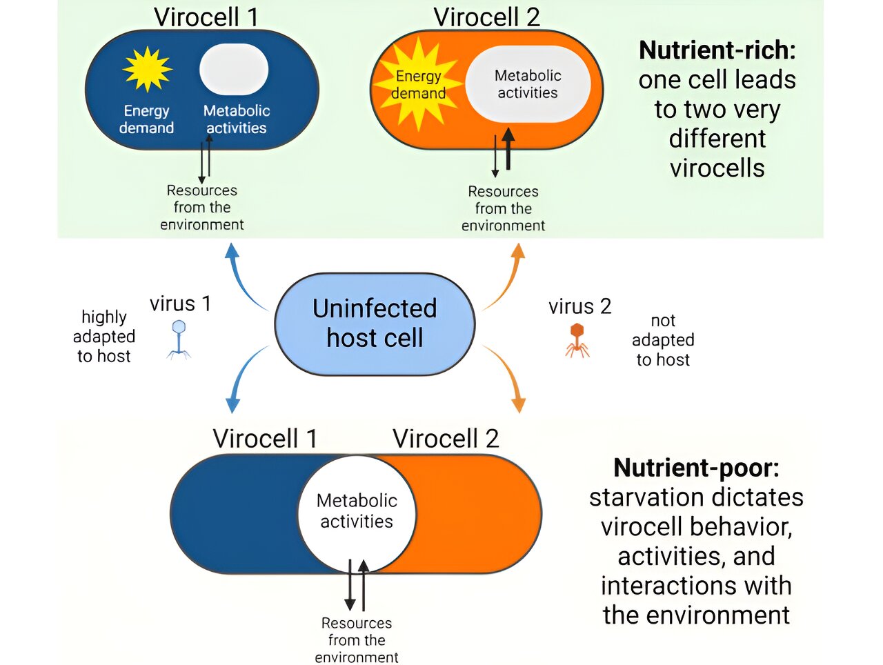 Featured image for "Microbial Mergers: Low Nutrients Change Viral Infection Dynamics"