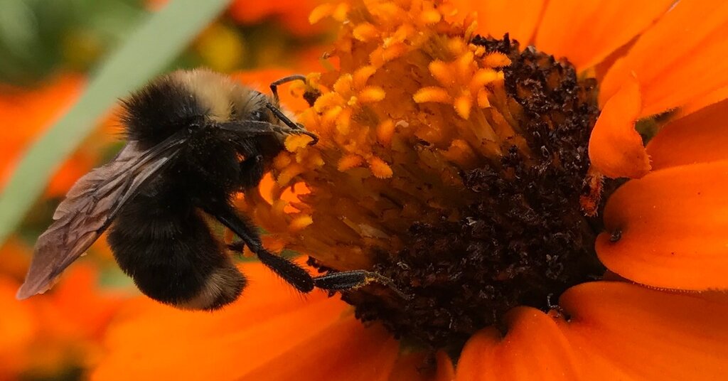 Featured image for NYT Spelling Bee Answers and Tips for October 2025